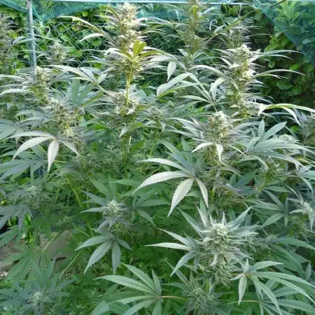 Gorilla Melon outdor
