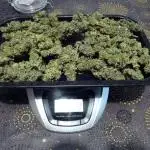 Gorilla Melon outdor