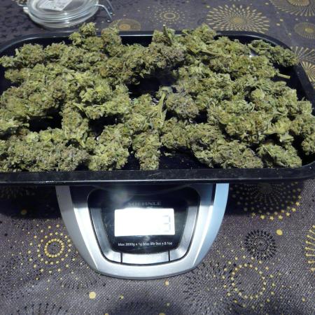 Gorilla Melon outdor