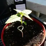 F.F. out2026 Fast Buds
