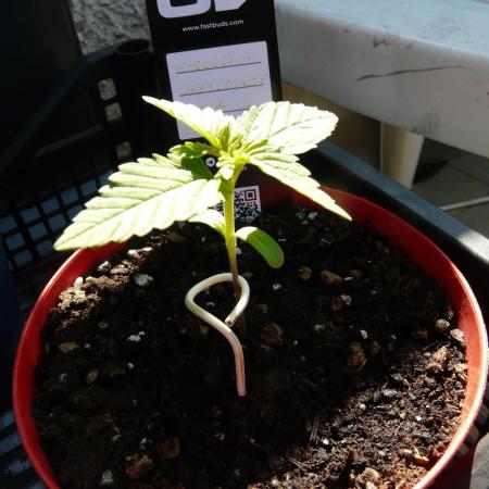 F.F. out2026 Fast Buds