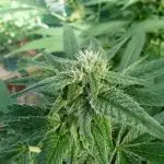 Gorilla Melon outdor