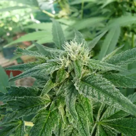 Gorilla Melon outdor