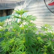 F.F. out2026 Fast Buds