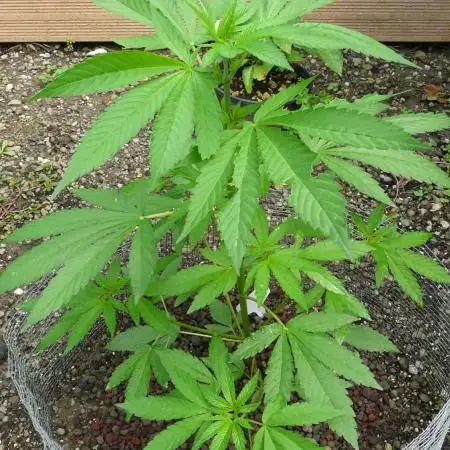 Gorilla Melon outdor