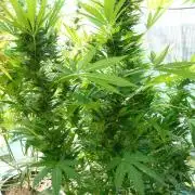 F.F. out2026 Fast Buds