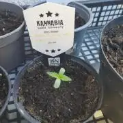 Kannabia Strain Out 2026