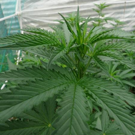 F.F. out2026 Fast Buds