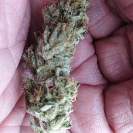 Gelato FF out