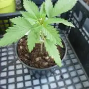 F.F. out2026 Fast Buds