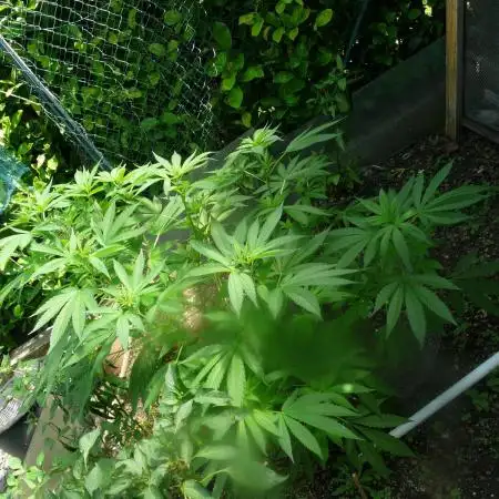 Gorilla Melon outdor