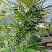 F.F. out2026 Fast Buds