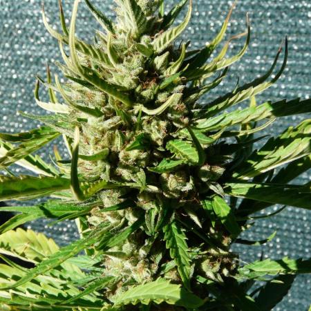 Cream Auto OUT B