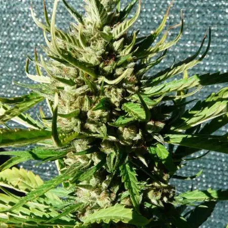 Cream Auto OUT B