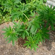 F.F. out2026 Fast Buds
