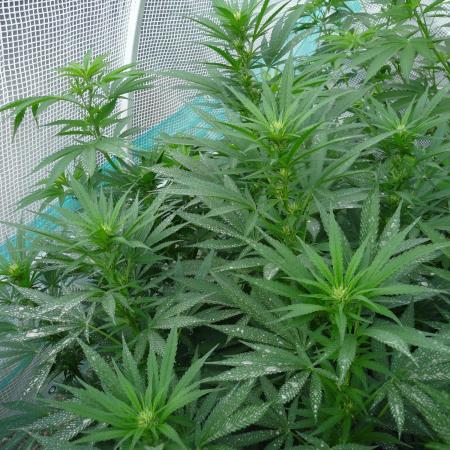 F.F. out2026 Fast Buds