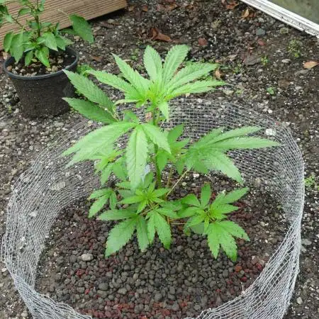 Gorilla Melon outdor