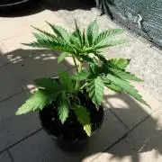F.F. out2026 Fast Buds