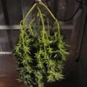 Mix Pack