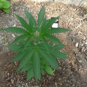 F.F. out2026 Fast Buds
