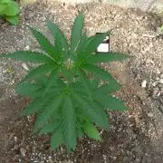 F.F. out2026 Fast Buds