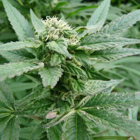 Gorilla Melon outdor