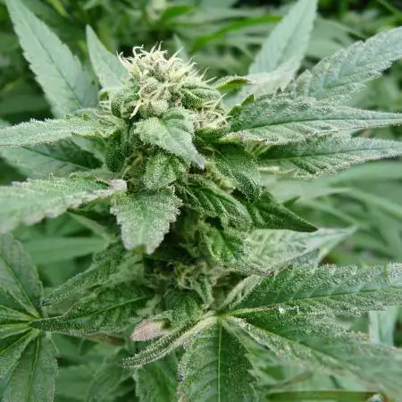 Gorilla Melon outdor