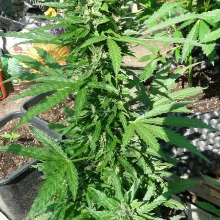 Out 2025 Auto