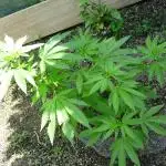 Gorilla Melon outdor