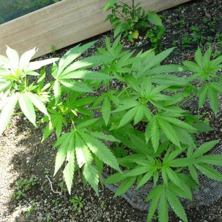 Gorilla Melon outdor