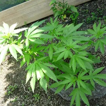 Gorilla Melon outdor