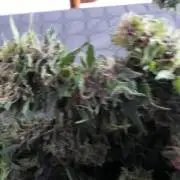 F.F. out2026 Fast Buds