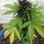 Swiss CBD OUT
