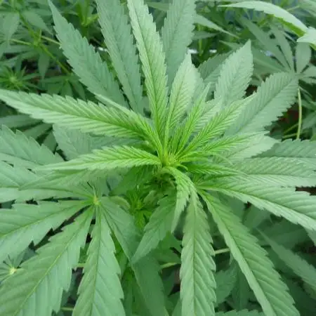 Gorilla Melon outdor