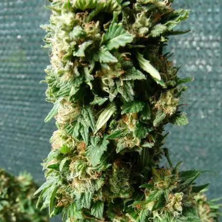 Cream Auto OUT B