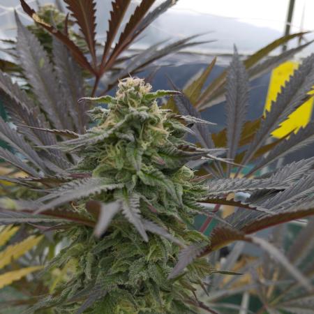 Gorilla Melon outdor