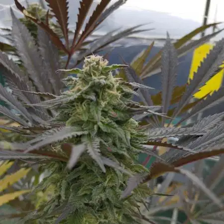 Gorilla Melon outdor