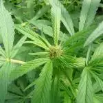 Gorilla Melon outdor