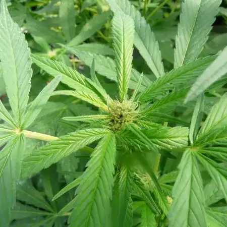 Gorilla Melon outdor