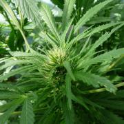 F.F. out2026 Fast Buds