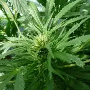 F.F. out2026 Fast Buds