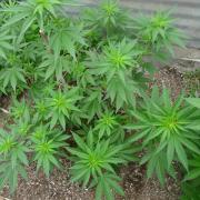 F.F. out2026 Fast Buds