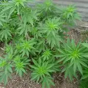 F.F. out2026 Fast Buds