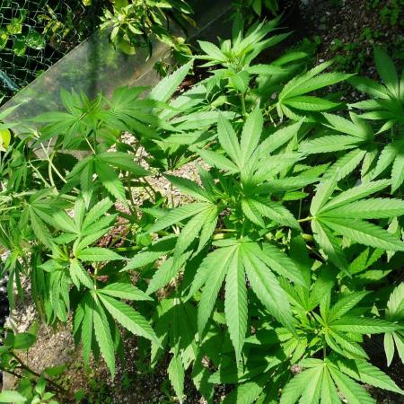 Gorilla Melon outdor