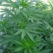 F.F. out2026 Fast Buds