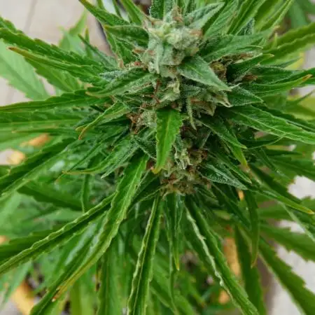 Cream Auto OUT B