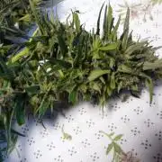 F.F. out2026 Fast Buds