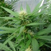 F.F. out2026 Fast Buds