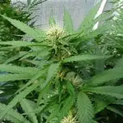 F.F. out2026 Fast Buds