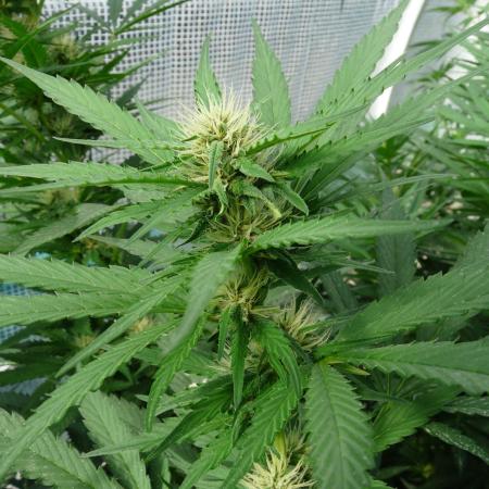 F.F. out2026 Fast Buds